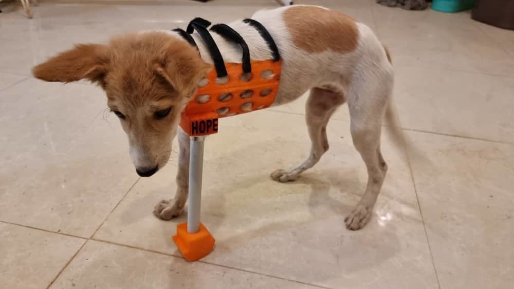 Custom Dog 3D Full Limb Prosthetic with Nub