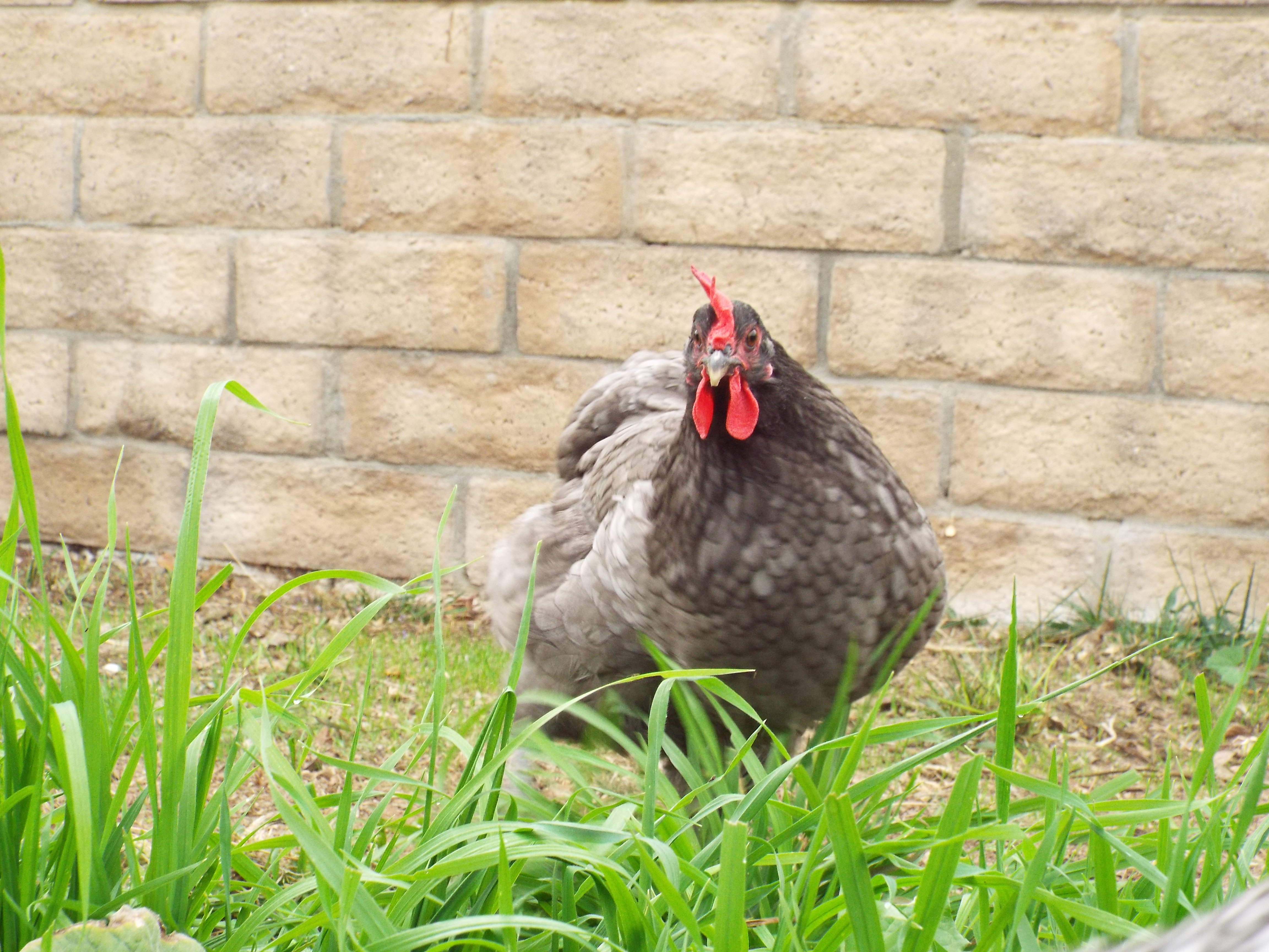 baby_silk_chicken