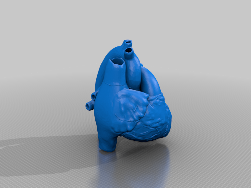 Anatomically Accurate Heart Model