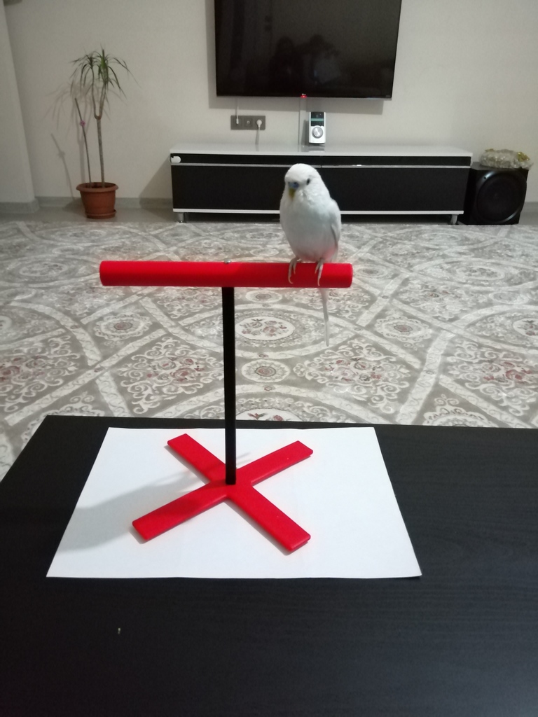 Basit Masa Üstü Kuş Tüneği - Simple Desktop Perch for Little Birds