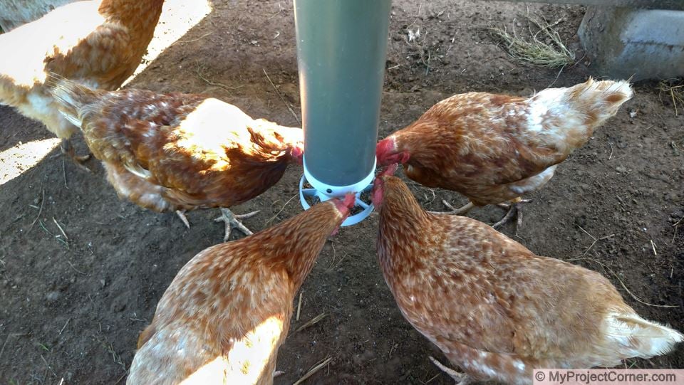 Chicken Feeder