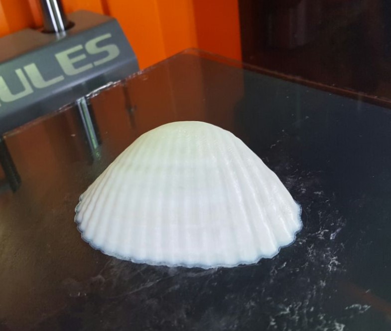 3D Seashell