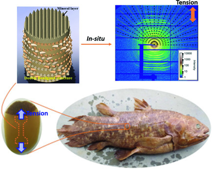 Coelacanth Fish Scale Design