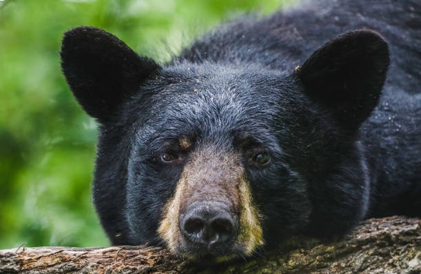 blckbear