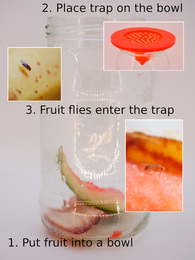Breezy Fruit Fly Trap