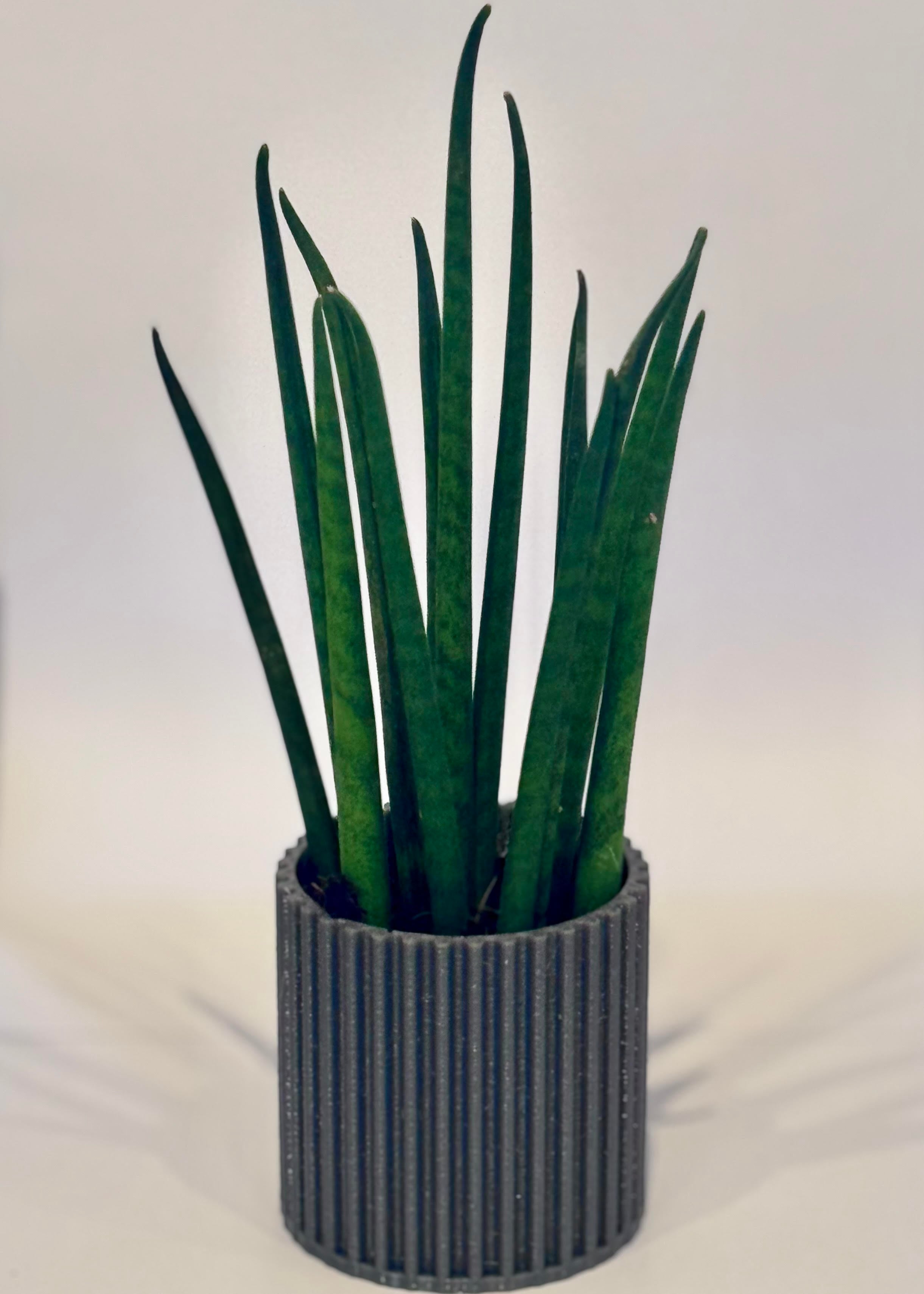 Basic Small Plant Pots - 60mm