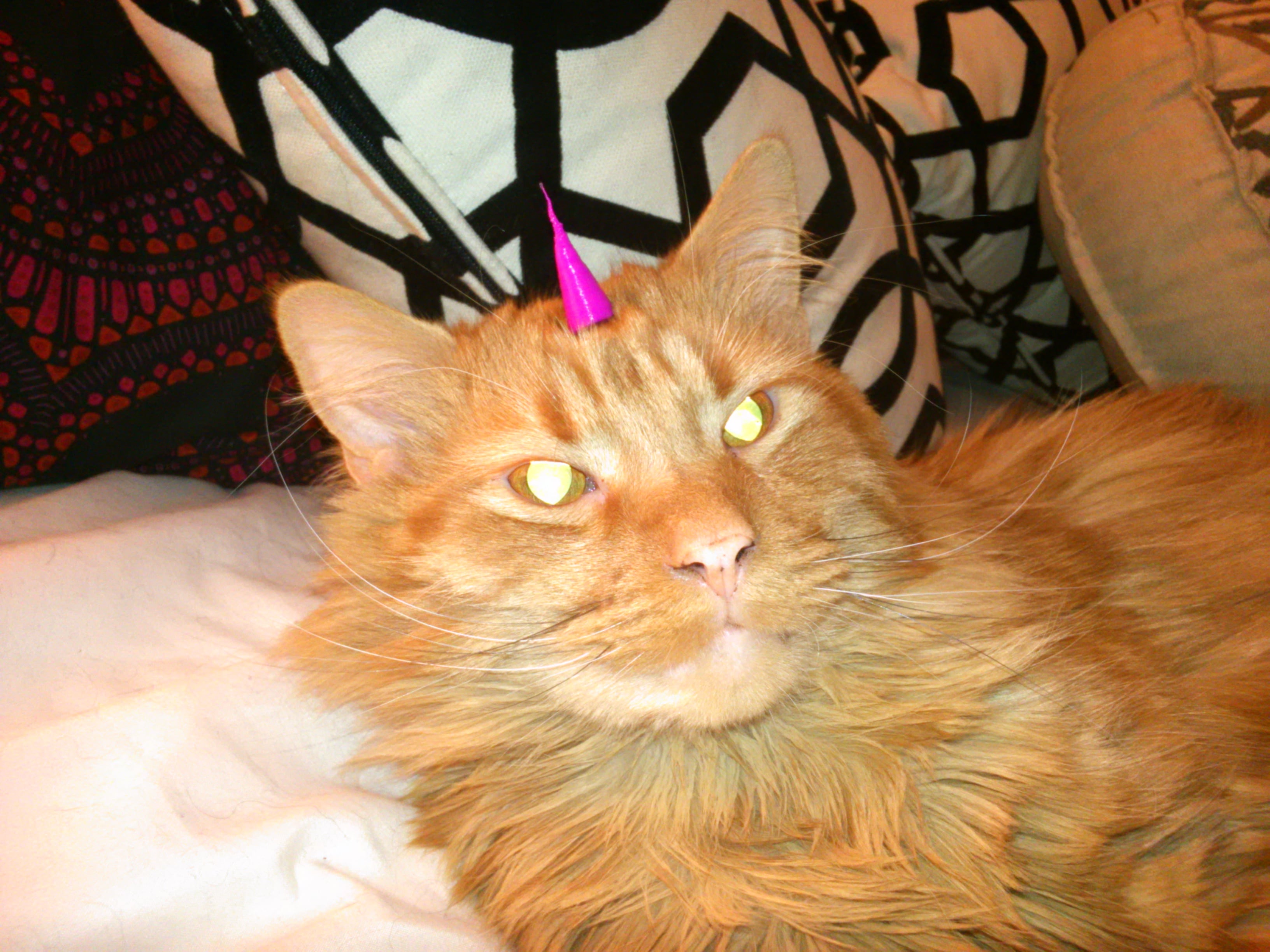 Turn your cat into a Unikitty. Or Caticorn.