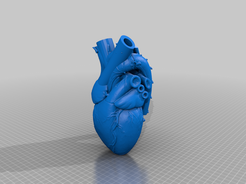Anatomical Heart Vase - Stand Alone