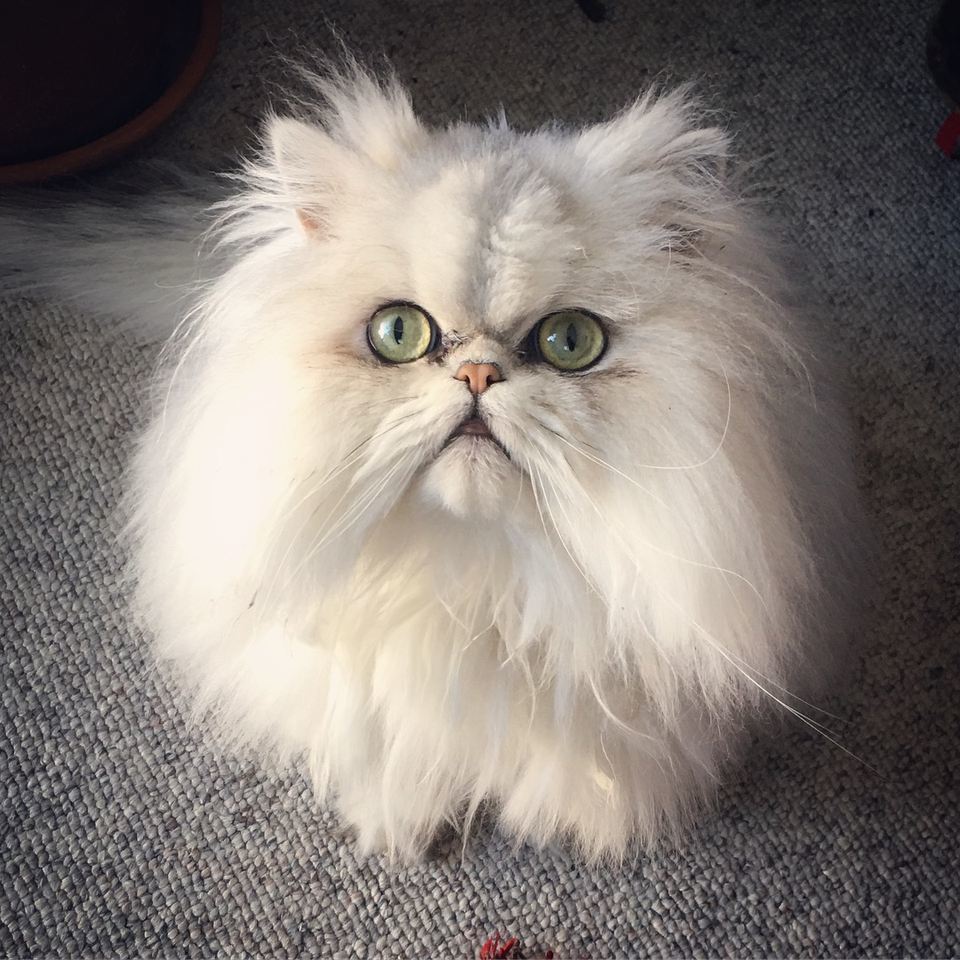 Persian Cat Cookie Cutter