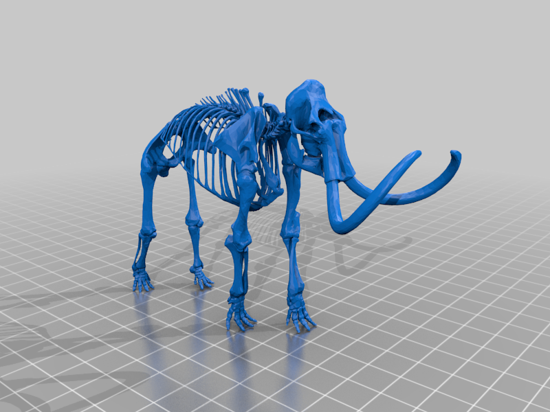 Woolly Mammoth Skeleton