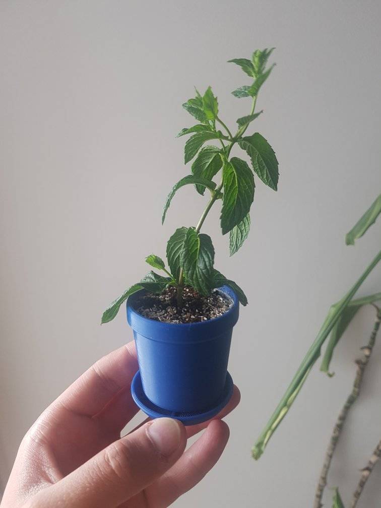 Small flower pot