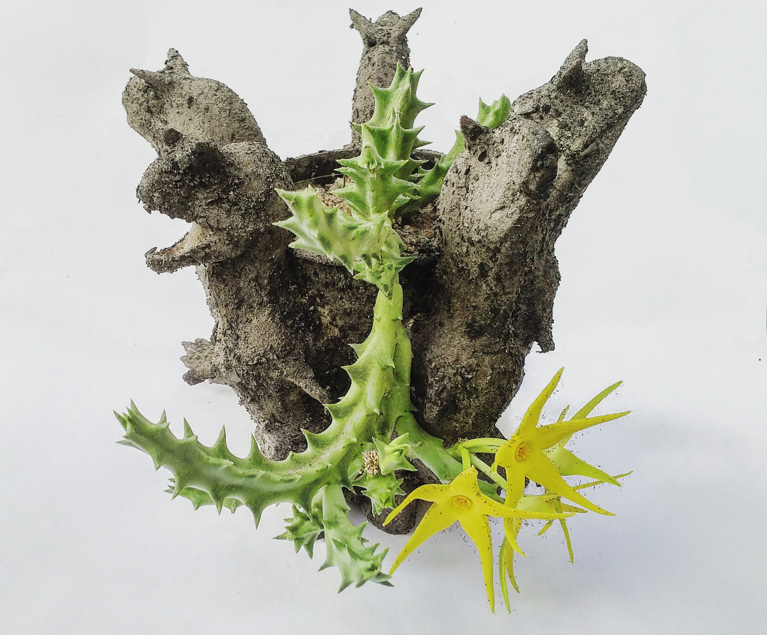 Carnotaurus planter