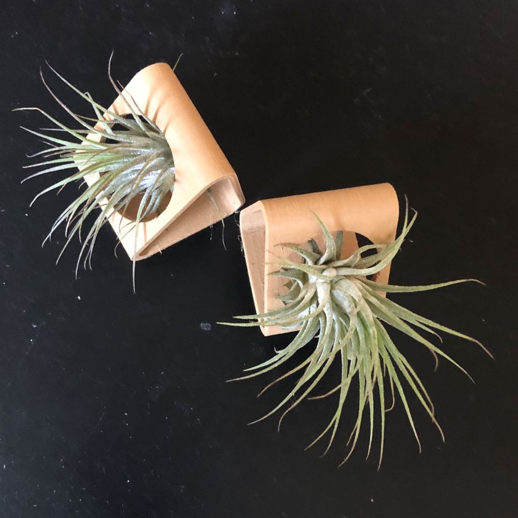 Customizable Air Plant Planter: Hanging or table-top