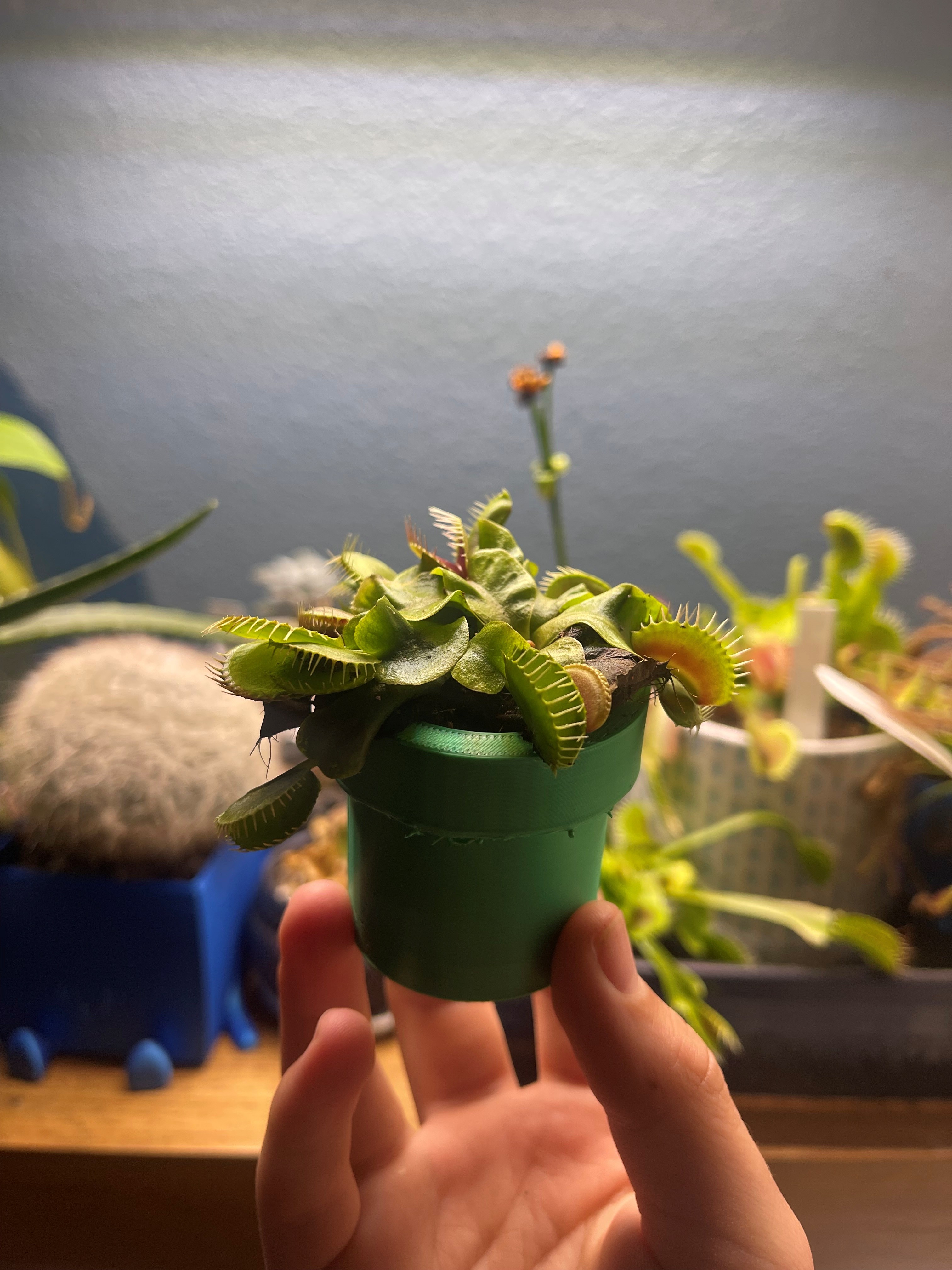 Mario plant pot