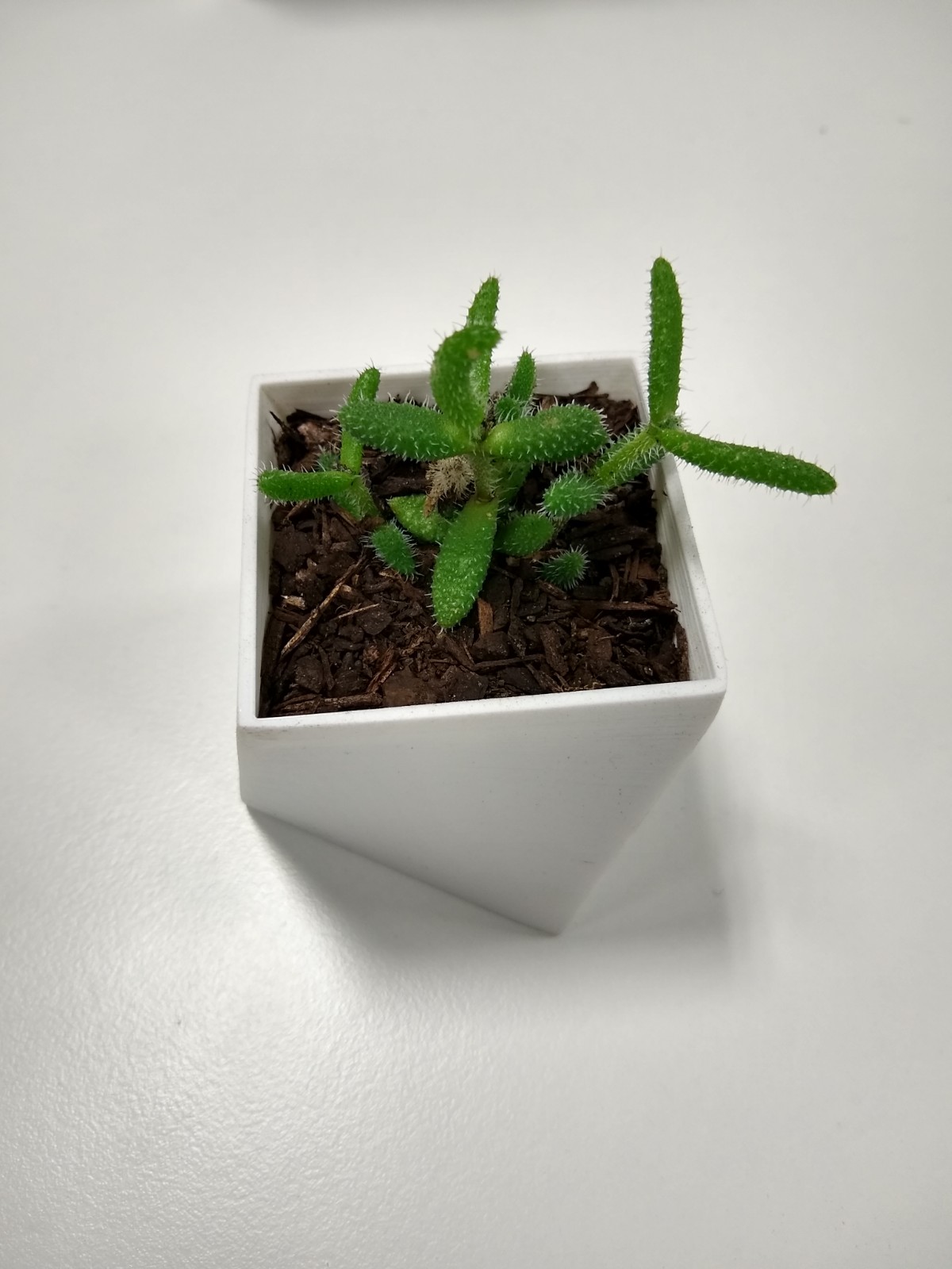 Succulent Pot - Square With A Twist