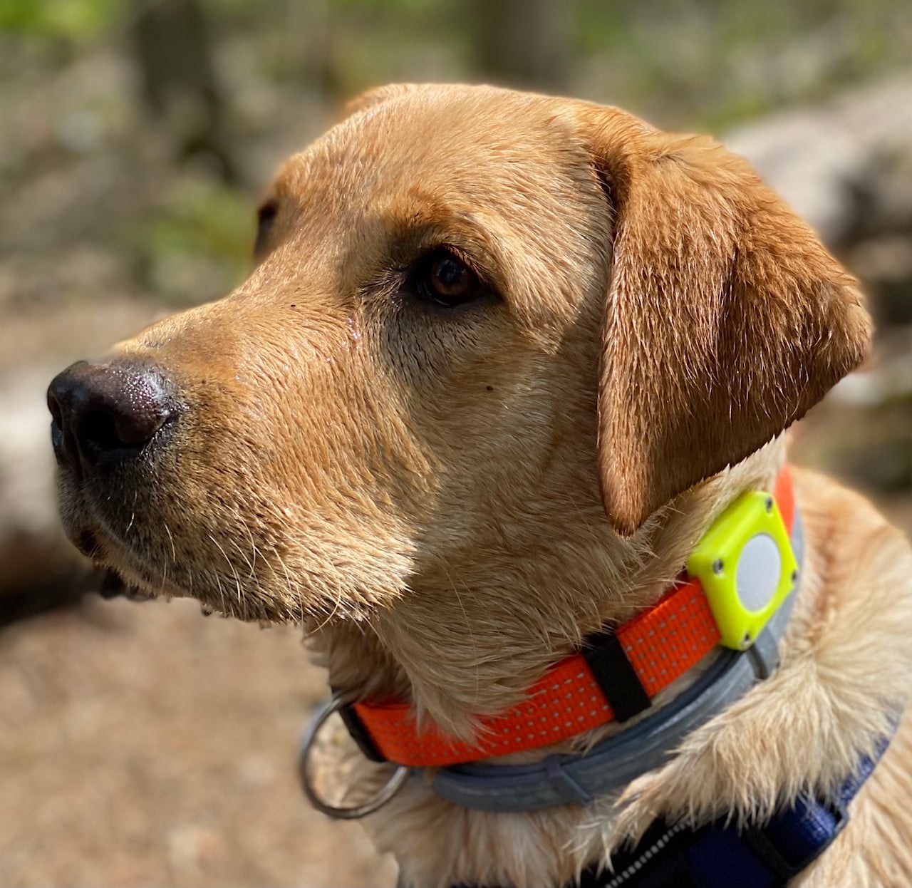 Apple Airtag Dog Collar holder / Airtag Hundehalsbandhalterung