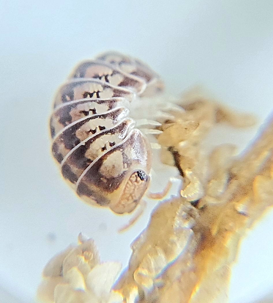 Invertebrates_Rule