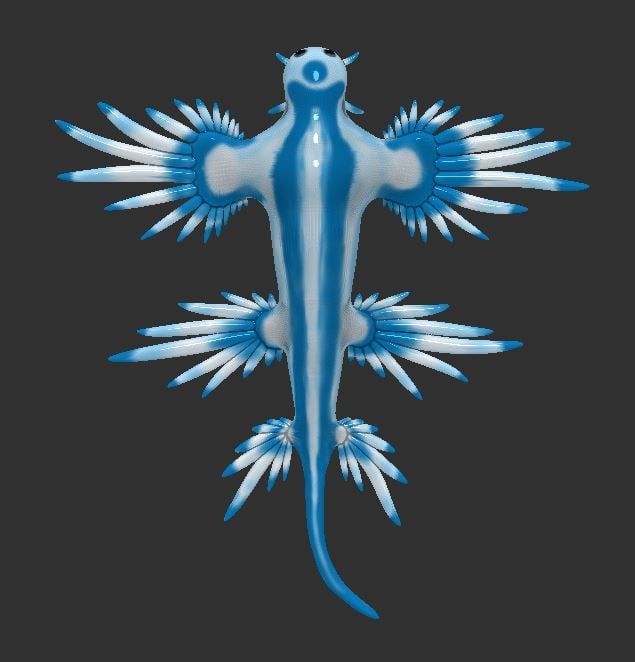 Blue Dragon (Glaucus Atlanticus)