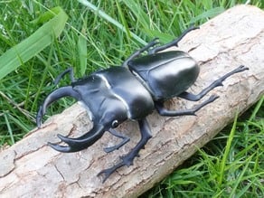 Giant stag beetle (Dorcus Hopei Binodulosus)