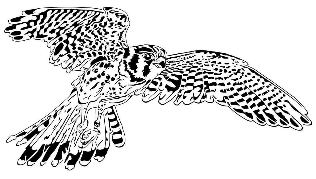 Hawk stencil