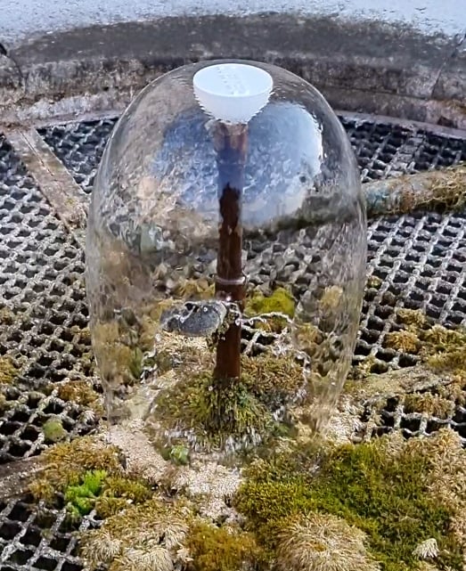 water bubble