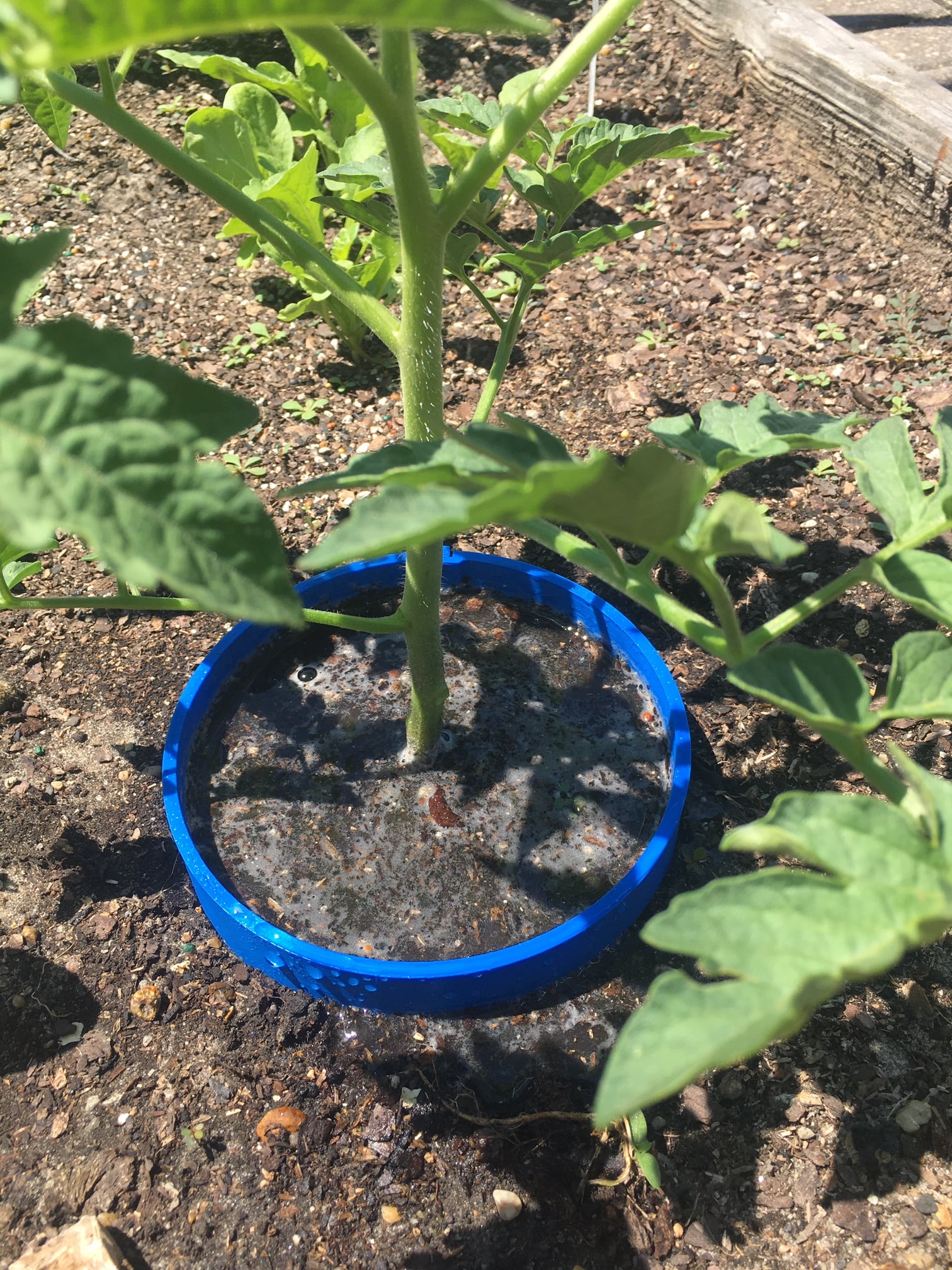 Plant Watering Ring