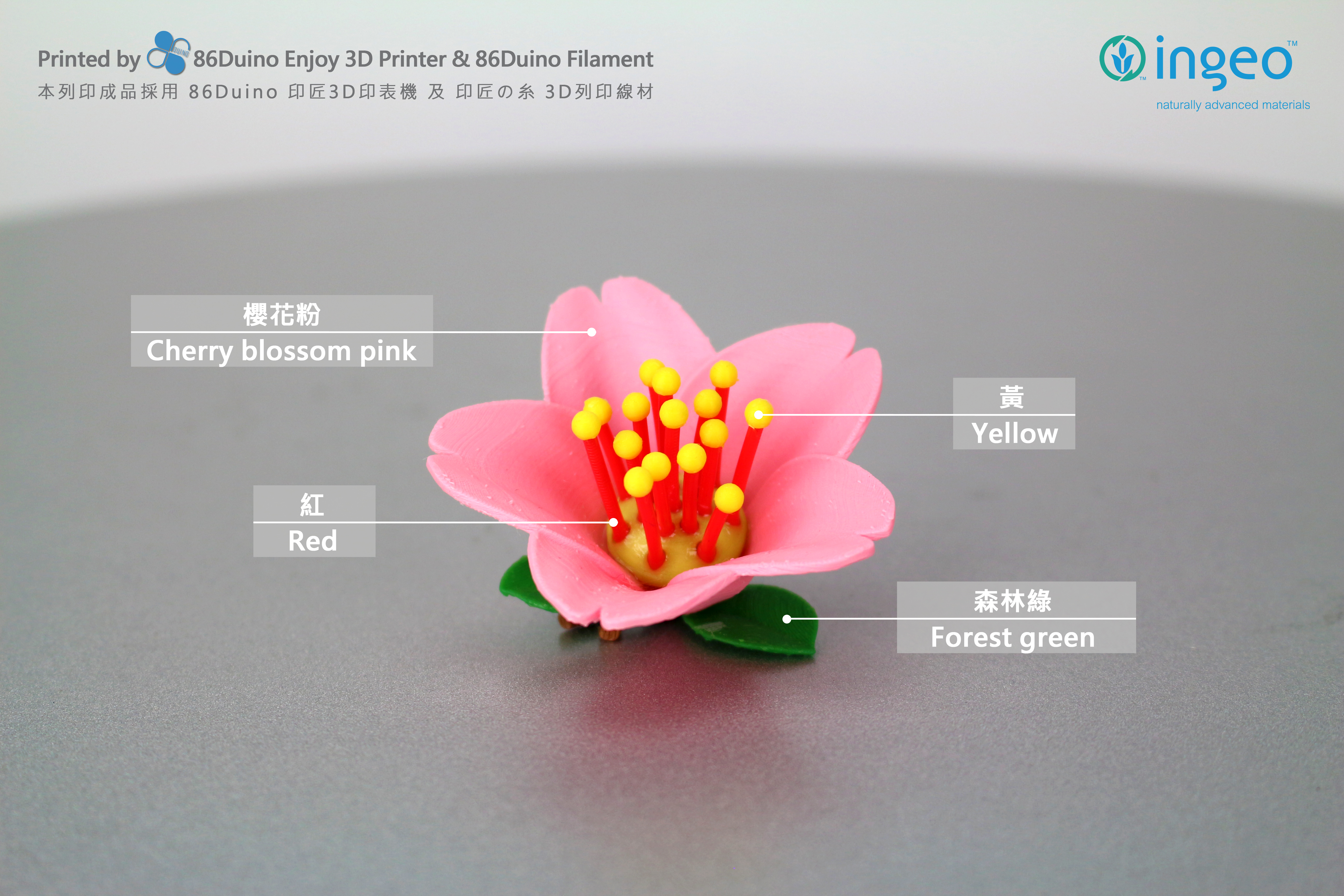 Cherry blossoms / 櫻花 / 桜 / Flowers / Sakura