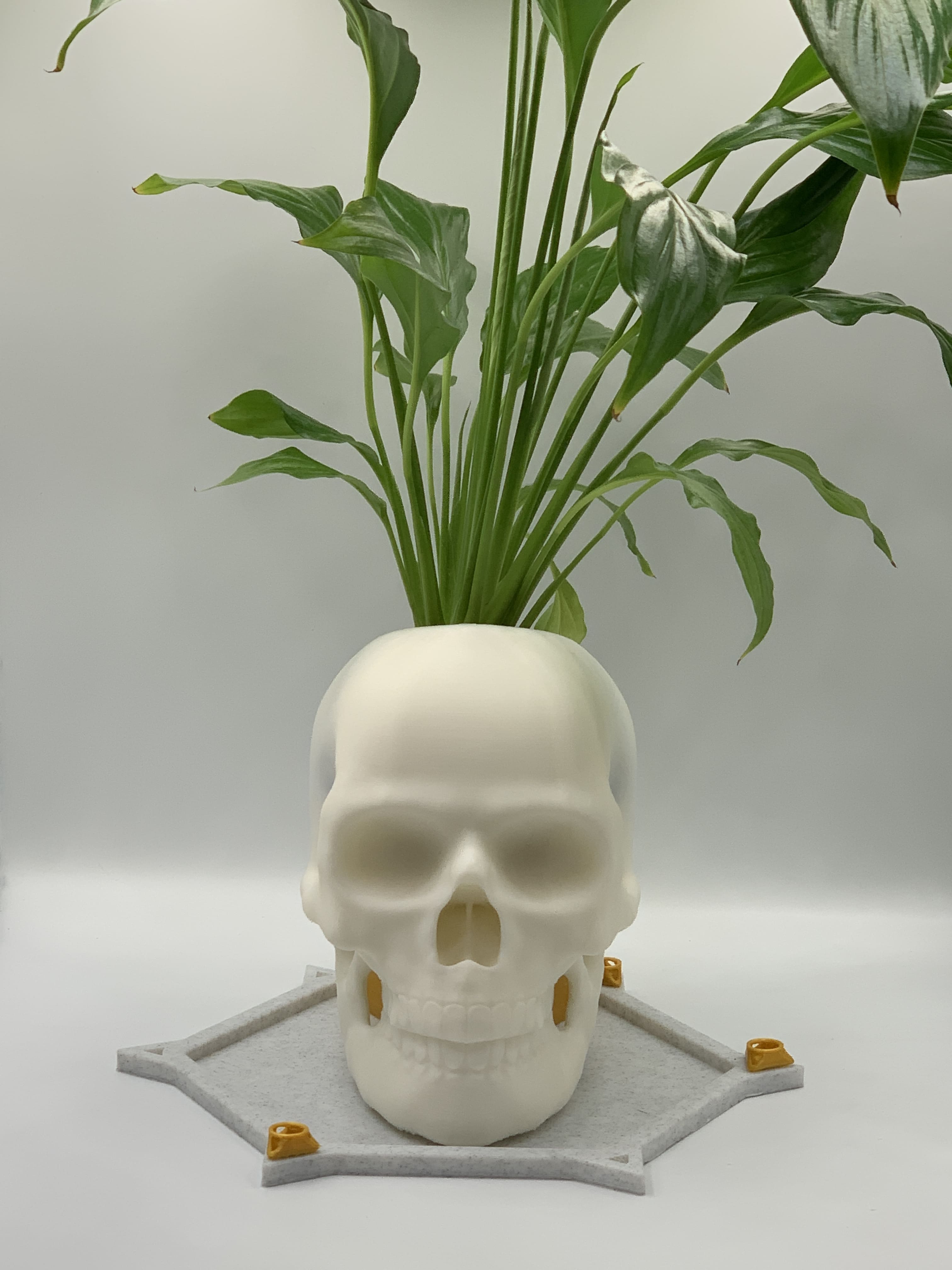 Skull Pot