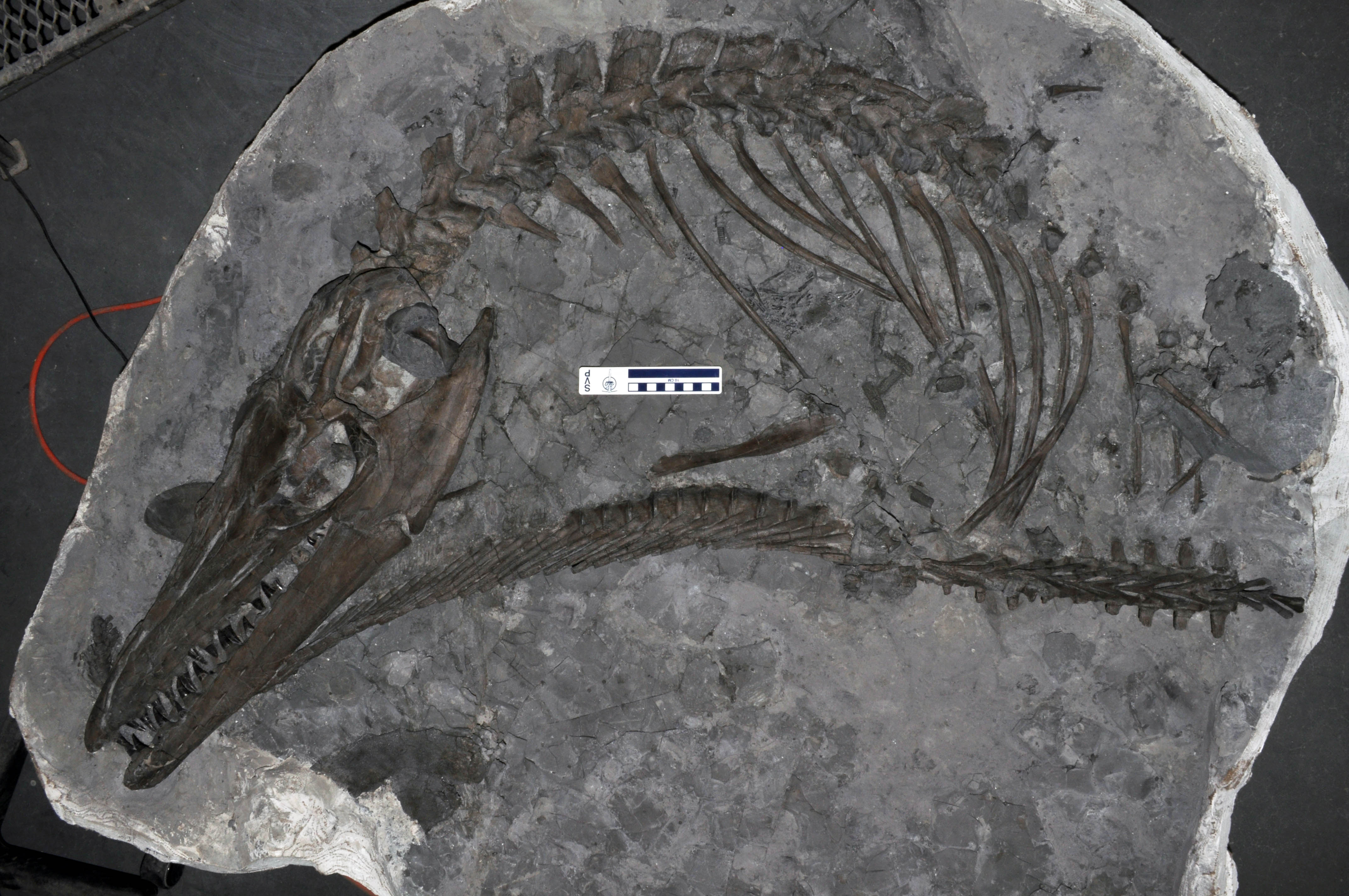 Mosasaurus Dinosaur Fossil