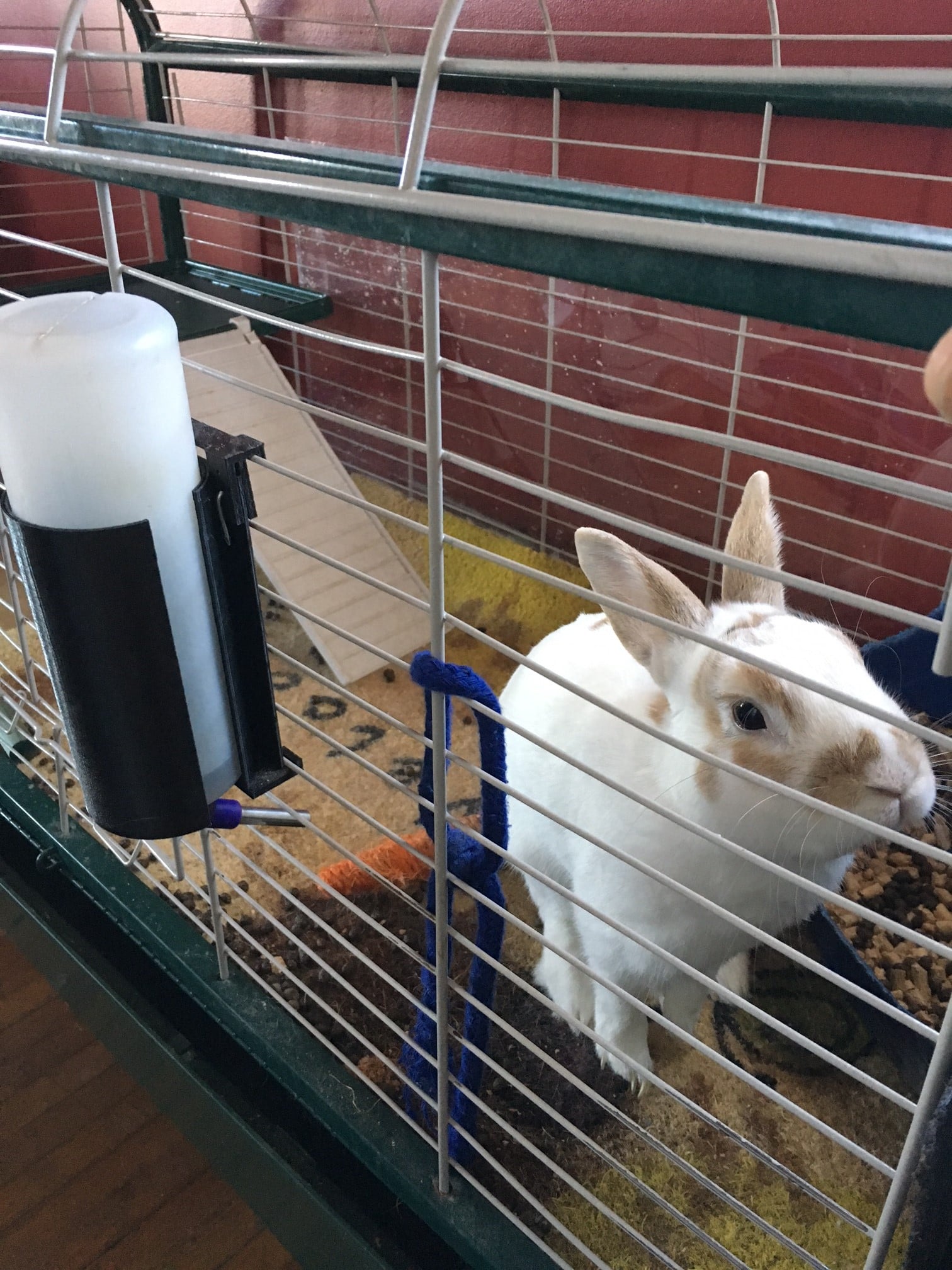 Water Bottle Holder for Pets