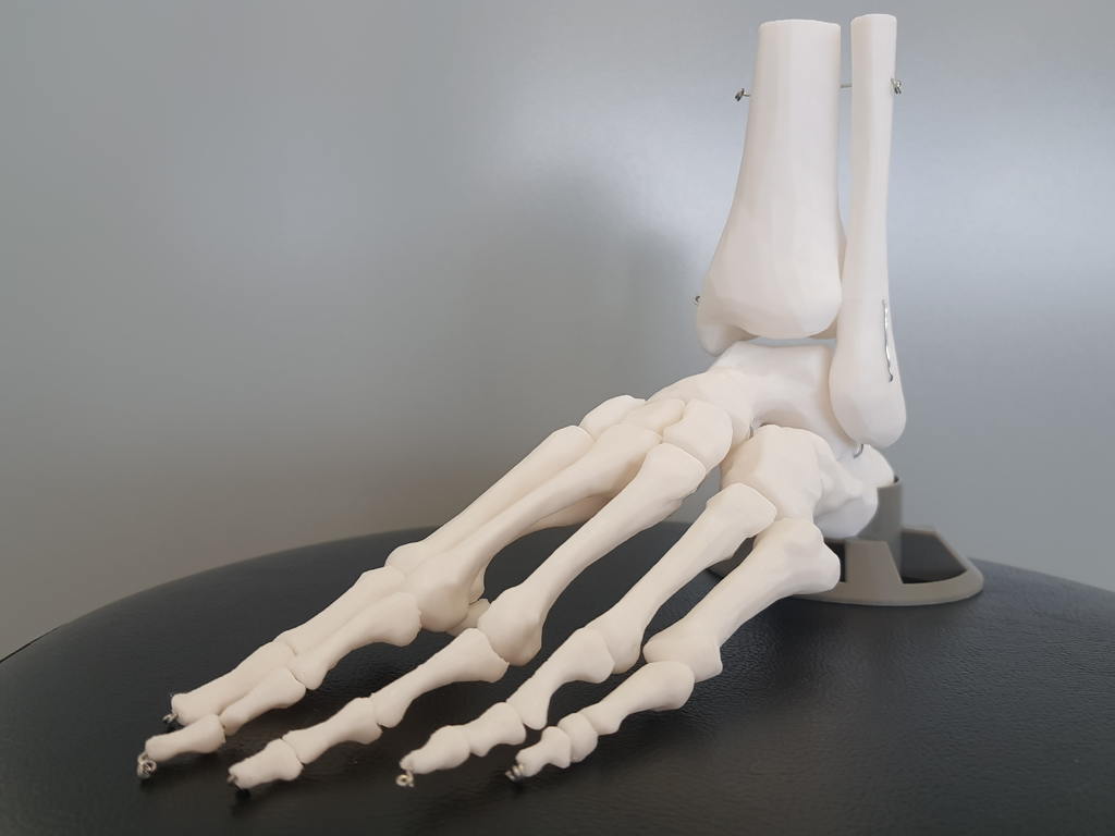 Anatomical Skeletal Foot - Fully Articulated