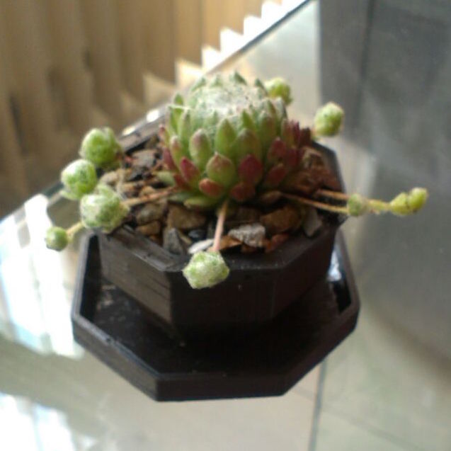 Small plant nursery