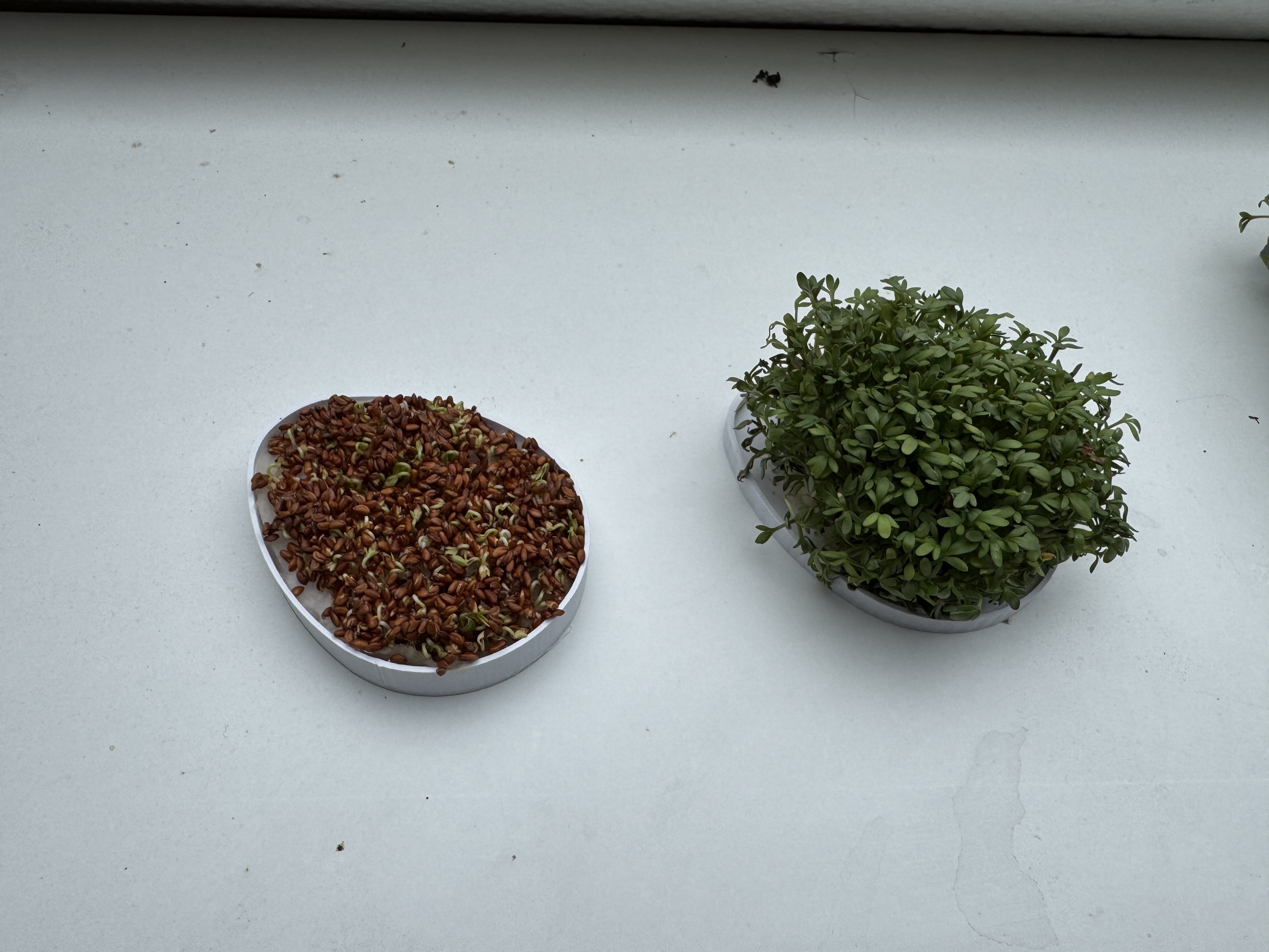 Cress-Egg - Kresse-Ei