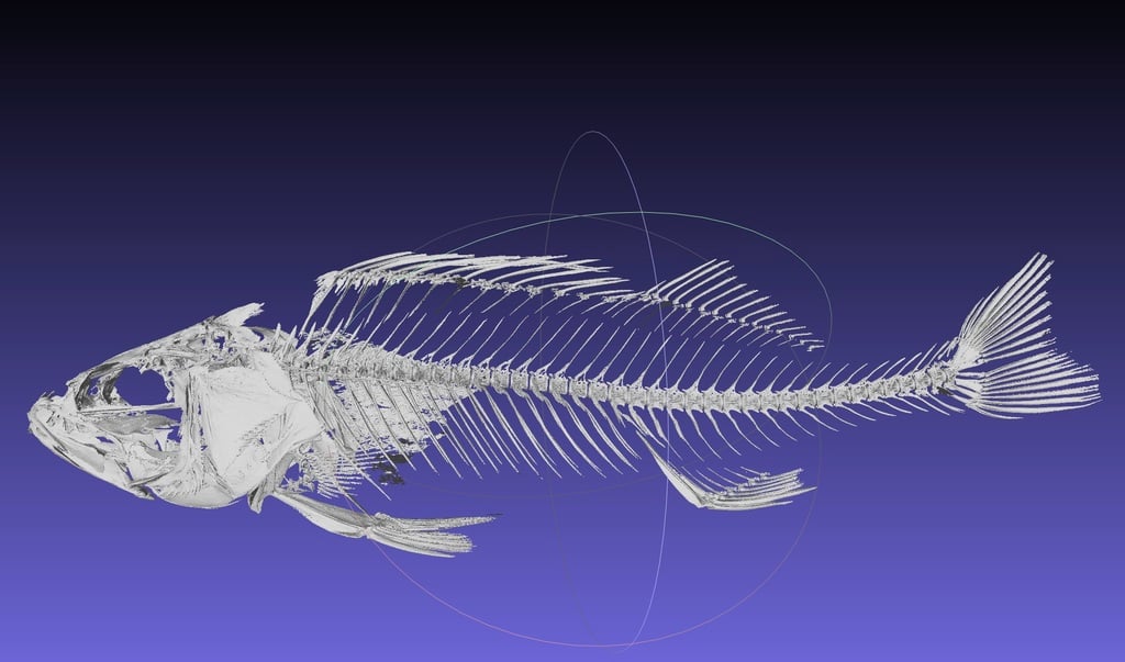 Perch Skeleton Model (Perca flavescens)
