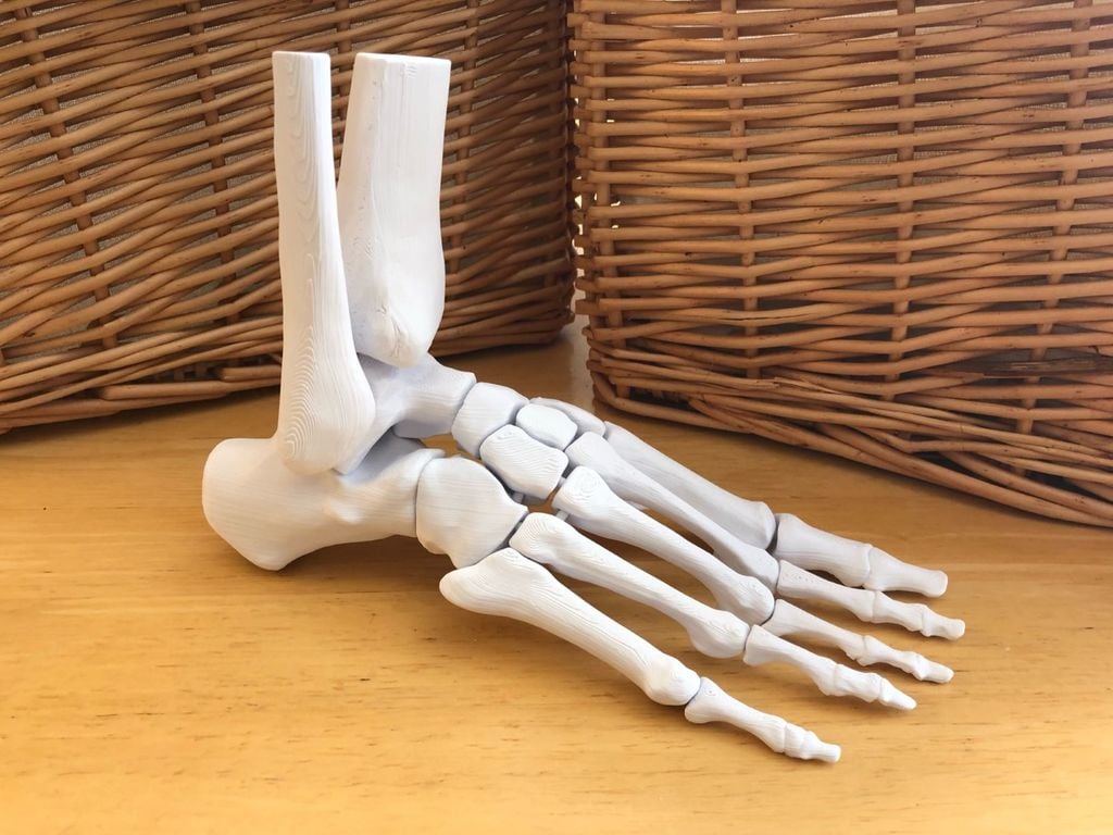 Full Size Anatomically Correct Human Foot Model