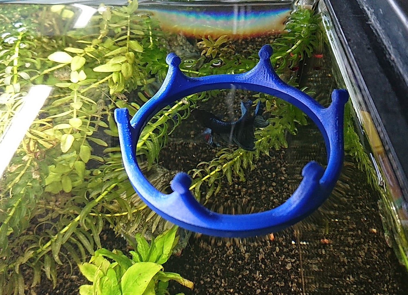 Fish feeding ring - crown design