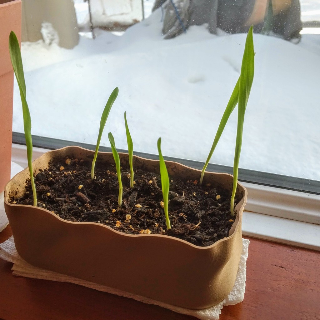 Windowsill planter - Shallow - Rectangular