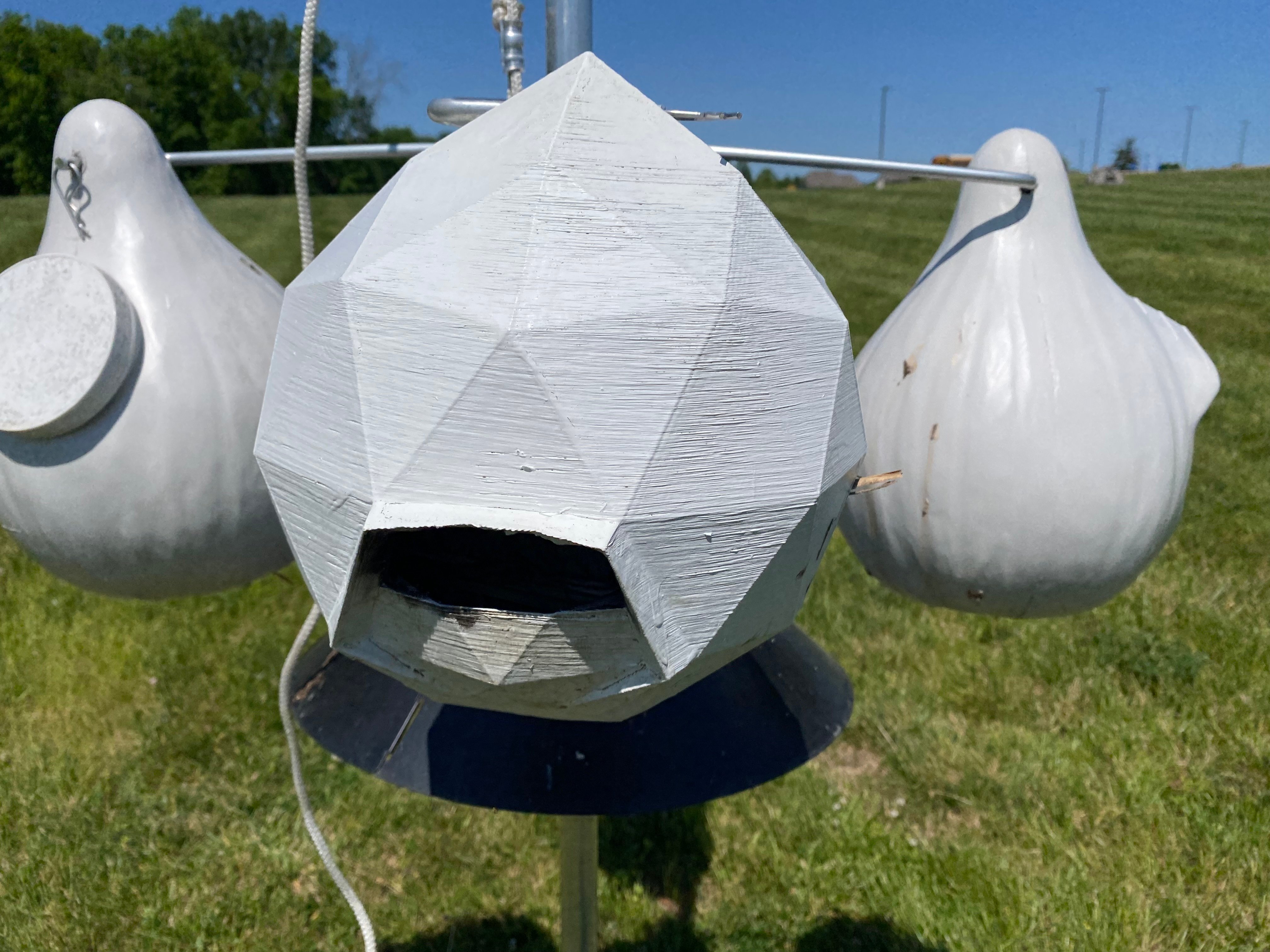 Purple Martin Gourd: The Isopod