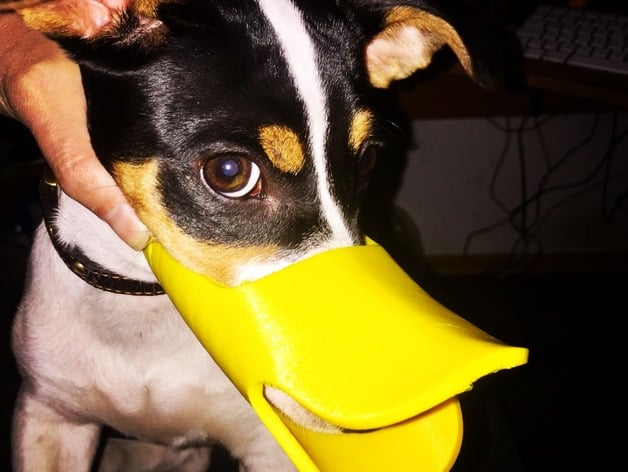 cute dog muzzle