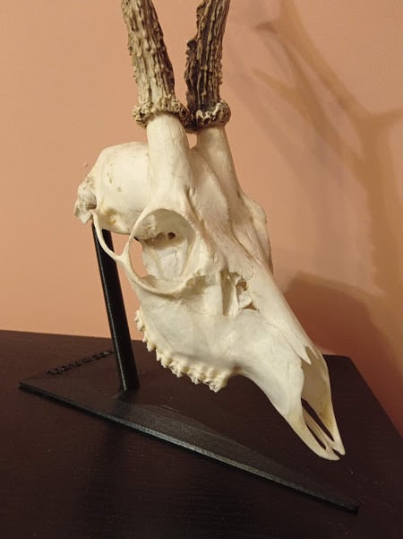 Deer skull stand
