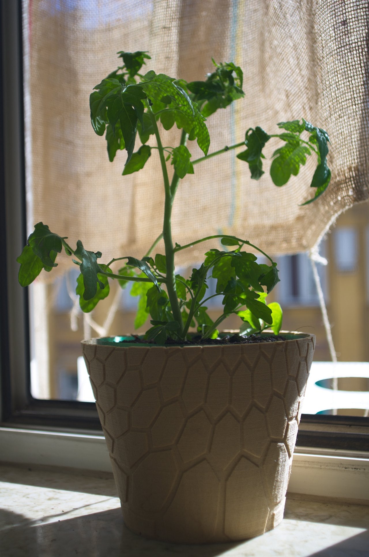 honeycomb planter #2