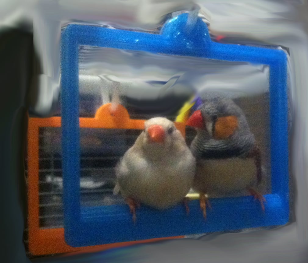 Bird Cage Swing for Two Birds