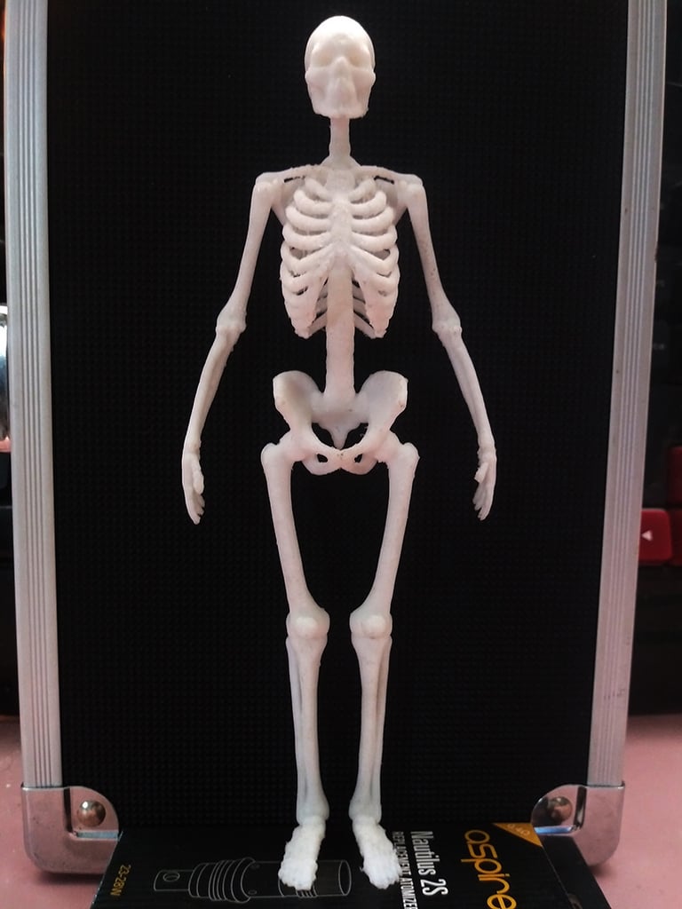 Static Human Skeleton Fixed