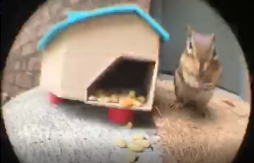 Chipmunk House