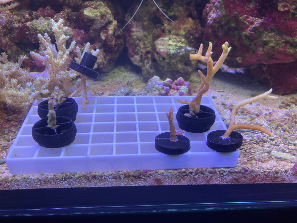 Coral frag or plant holder