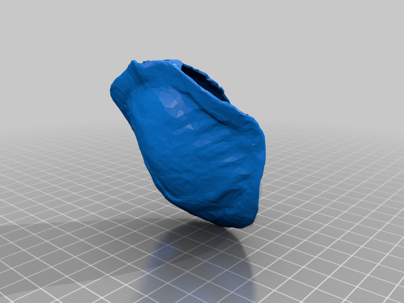 Tortoise Shell (Photogrammetry Model)