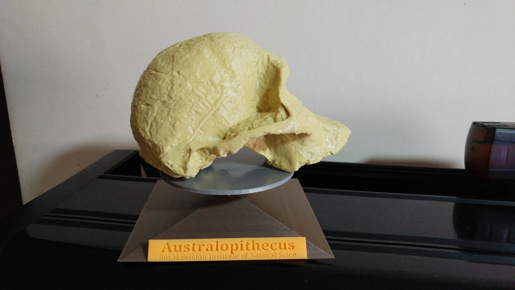 Stand for Australopithecus Africanus skull