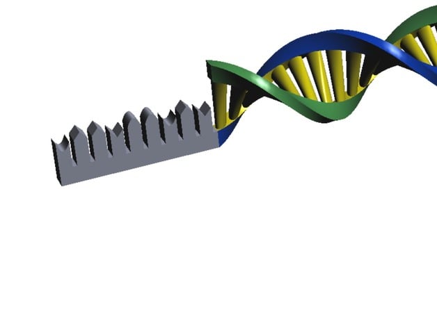 Biological Process: DNA translation and RNA transcription.