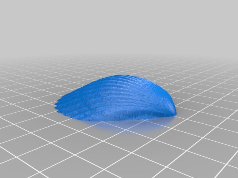 Scalloped Shell