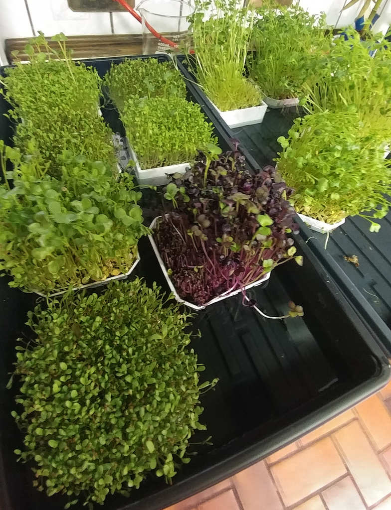 Quick Harvest Microgreens Grow Tray
